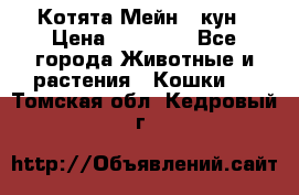 Котята Мейн - кун › Цена ­ 19 000 - Все города Животные и растения » Кошки   . Томская обл.,Кедровый г.